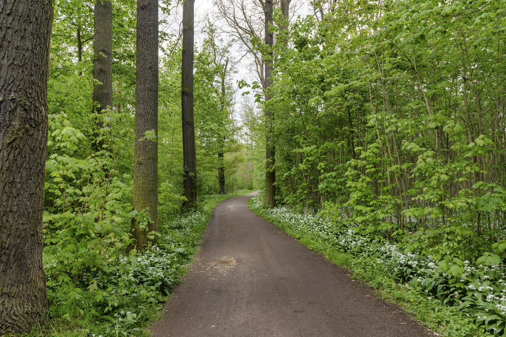 A path in a forest. Photo: Andr&eacute; K&uuml;nzelmann